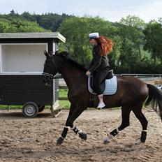 Dansk Varmblod Danheat's Miss Daisy