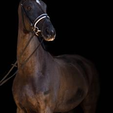 Dansk Varmblod Danheat's Miss Daisy