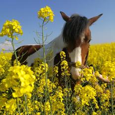 Anden særlig race Anna bell