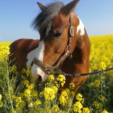 Anden særlig race Anna bell
