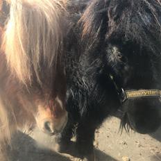 Anden særlig race Locky Star