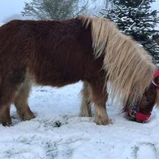 Anden særlig race Locky Star
