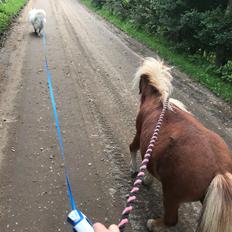 Anden særlig race Locky Star