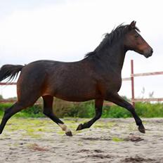 Knabstrupper Jamaicas drøm