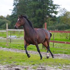 Knabstrupper Jamaicas drøm