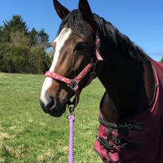 Dansk Varmblod Sif Gårdbo