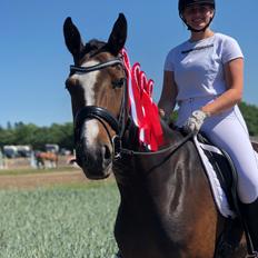 Dansk Varmblod Sif Gårdbo
