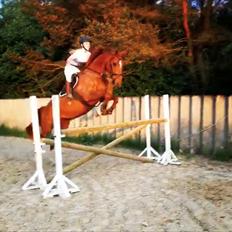 Anden særlig race Nekoline af Sulsted