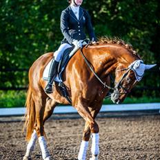 Anden særlig race Nekoline af Sulsted