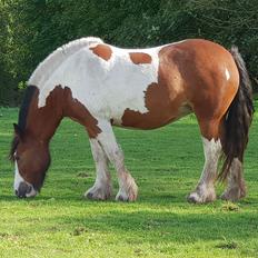 Irish Cob Molly 