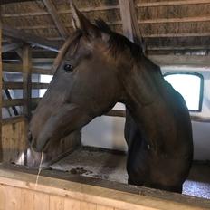 Dansk Varmblod Trodsbjerggaard Zenia