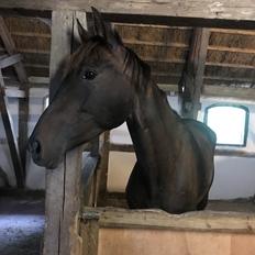 Dansk Varmblod Trodsbjerggaard Zenia