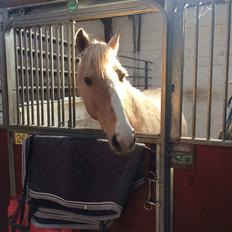 Palomino Golden Victory