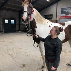 Pinto Whitney lightfoot