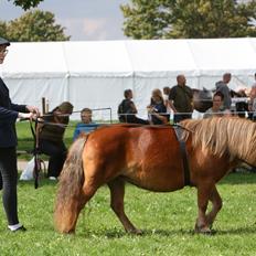 Shetlænder Bådsgårds Baronesse (Nesse)