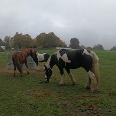 Tinker Guldagers Sir Galahad