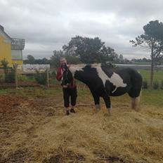 Tinker Guldagers Sir Galahad