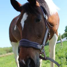 Anden særlig race Tulle Ørnhøj