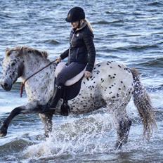 Knabstrupper løjt (my soulmate)