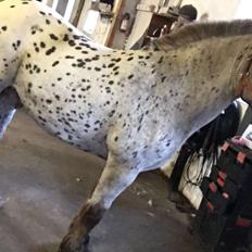 Knabstrupper løjt (my soulmate)