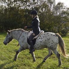 Knabstrupper løjt (my soulmate)