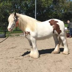 Irish Cob ITS Hazel RIP:-(