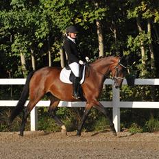 Dansk Varmblod Grevens tapas