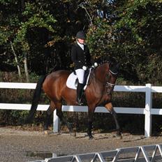 Dansk Varmblod Grevens tapas