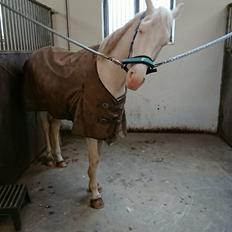 Palomino sunshine's flaming blue star