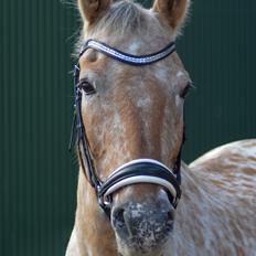 Anden særlig race Little Kahlua