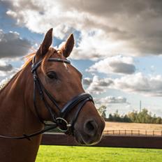 Anden særlig race Simon