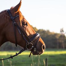 Anden særlig race Simon