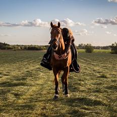 Anden særlig race Simon