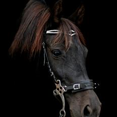 New Forest Martini hedevang