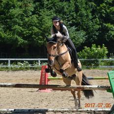 Anden særlig race Flame