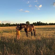 Dansk Varmblod Sir Carlos