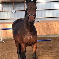 Dansk Varmblod Grevens tapas