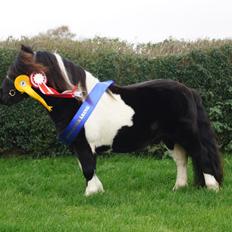 Shetlænder Skovmosens cartier