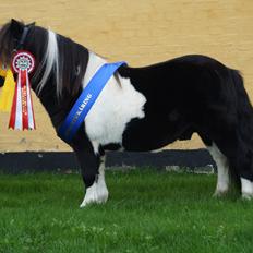 Shetlænder Skovmosens cartier