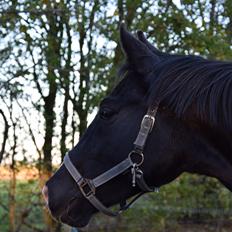 Dansk Varmblod Beatrix Halsnæs