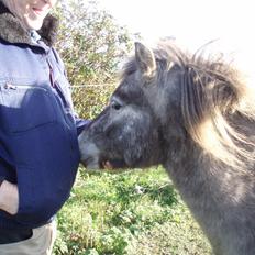 Knabstrupper Rughavens abby
