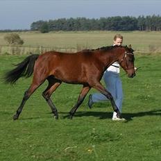 Welsh Partbred (Sec F) | Eowyns Orlando |