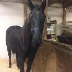 Oldenborg Freiherr af Hvarre