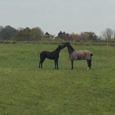 Oldenborg Freiherr af Hvarre