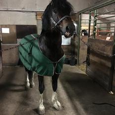 Welsh Cob (sec D) drogeta flash harry