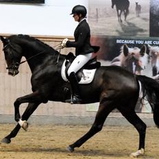 Dansk Varmblod Fitzmo