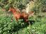 Palomino Zy Red Star *SOLGT*