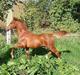 Palomino Zy Red Star *SOLGT*