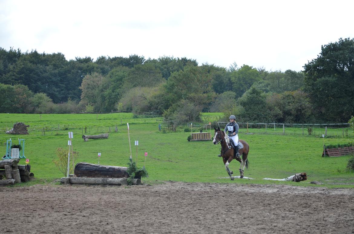 Pinto Elmegårdens Prada - SRÅ Military stævne, CNC60 08/09-18 billede 3