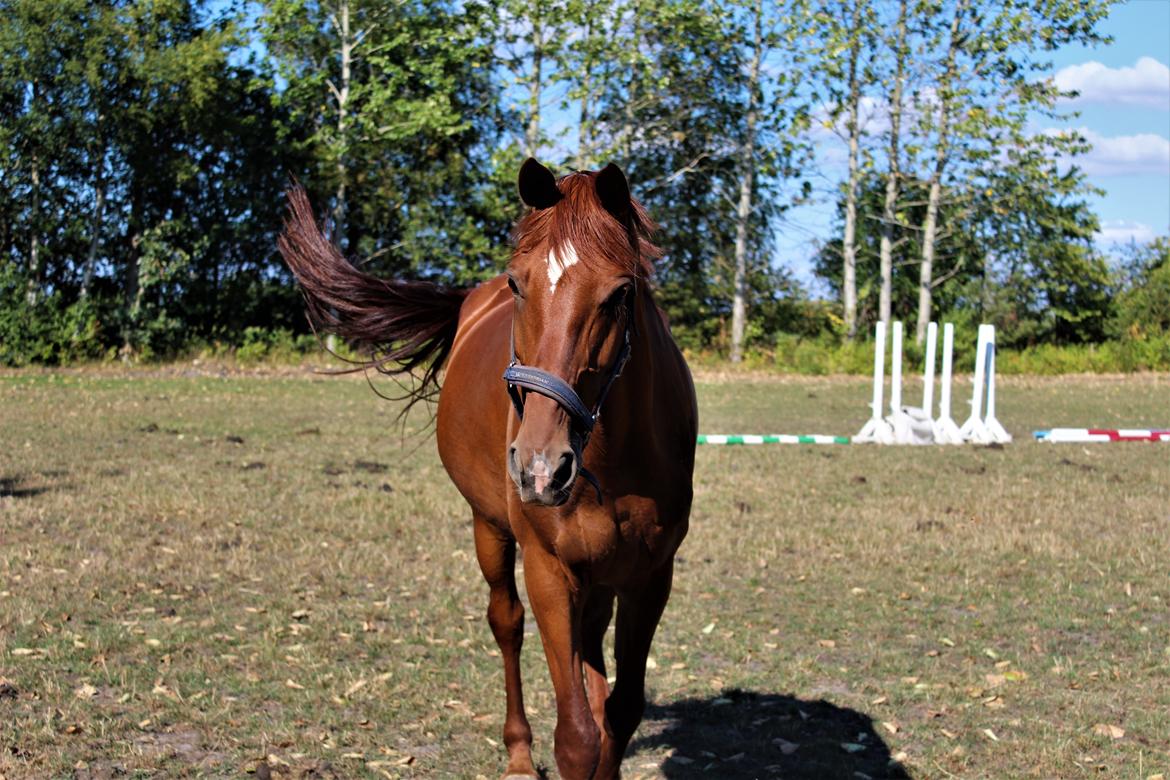 Dansk Varmblod bjerregårdens Trischia  billede 8